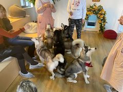 -Husky Go! 哈士奇体验馆·宠物咖啡厅狗咖