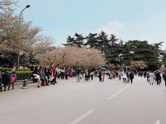 -武汉大学-樱园