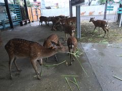 -鹿境梅花鹿生态园区