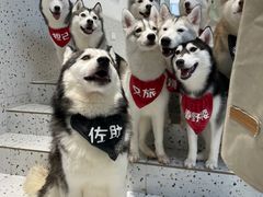 -Husky Go!哈士奇体验馆·宠物咖啡厅狗咖