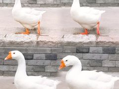 -三里河公园