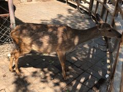 -北京鹿世界主题园