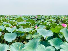 -渔娘蟹庄(阳澄湖莲花岛店)