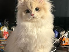 -lincat·猫舍(广州店)