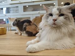 -楼上猫咖(罗湖店)