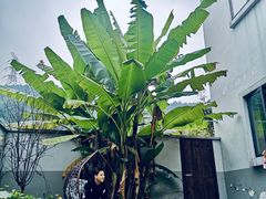 -南山植物园