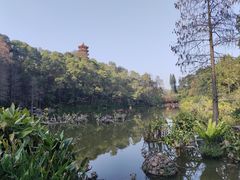-深圳仙湖植物园