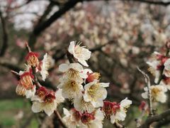 -85度C(南京龙江店)