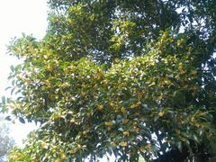 -镇江市南山风景名胜区竹林景区