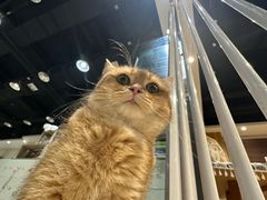 -藏猫猫咖啡主题馆(中央大道店)