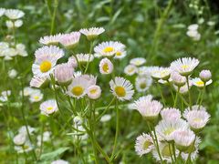 -上海吴淞炮台湾国家湿地公园