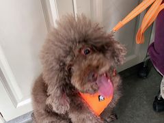 -安安宠医·安宠宠物医院