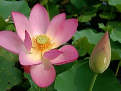 -莲花池公园