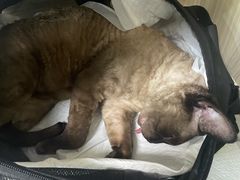 -纳吉亚猫专科动物医院(康都外科中心)