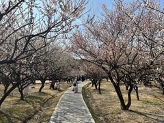 -香雪海
