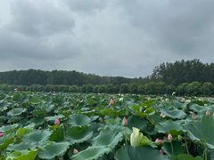 -渌洋湖湿地公园