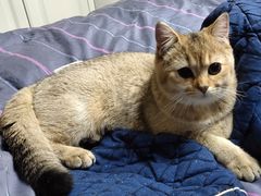 -猫大福·Fortune Cat猫舍(百子湾店)