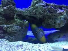 -御唐府海珊瑚主题餐厅