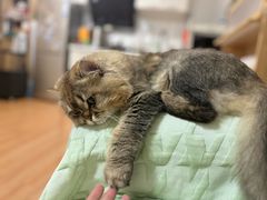 -中农国际动物医院24小时·猫科·骨科·急重症中心