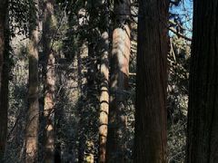 -天目山大树王景区