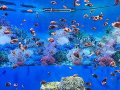 -海合安成都极地海洋公园