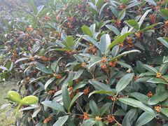 -济南植物园