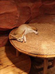 -Zoolung Zoolung动物主题公园(海信广场店)