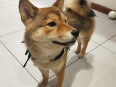 -柴务处·柴犬主题狗咖