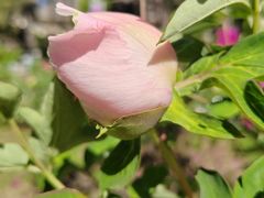 -长春公园(普阳街道)