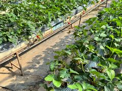 -甜心庄园·甜心草莓采摘园(西青中北店)