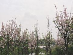 -白鹭湾湿地公园