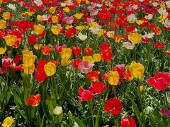 -大宁郁金香公园-停车场