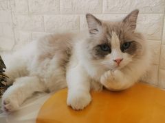 -平行世界·猫咖(首经贸店)