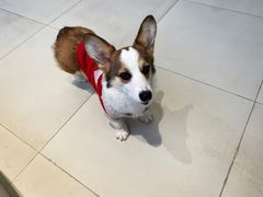 -怪兽屋·羊驼·猫咖·狗咖(俊华广场店)