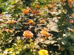 -金银湖国家城市湿地公园