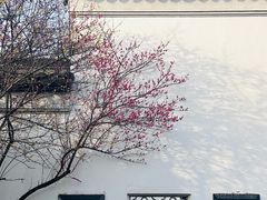 -八大山人梅湖景区