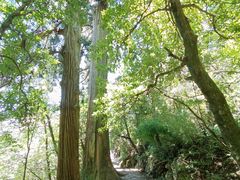 -天目山大树王景区