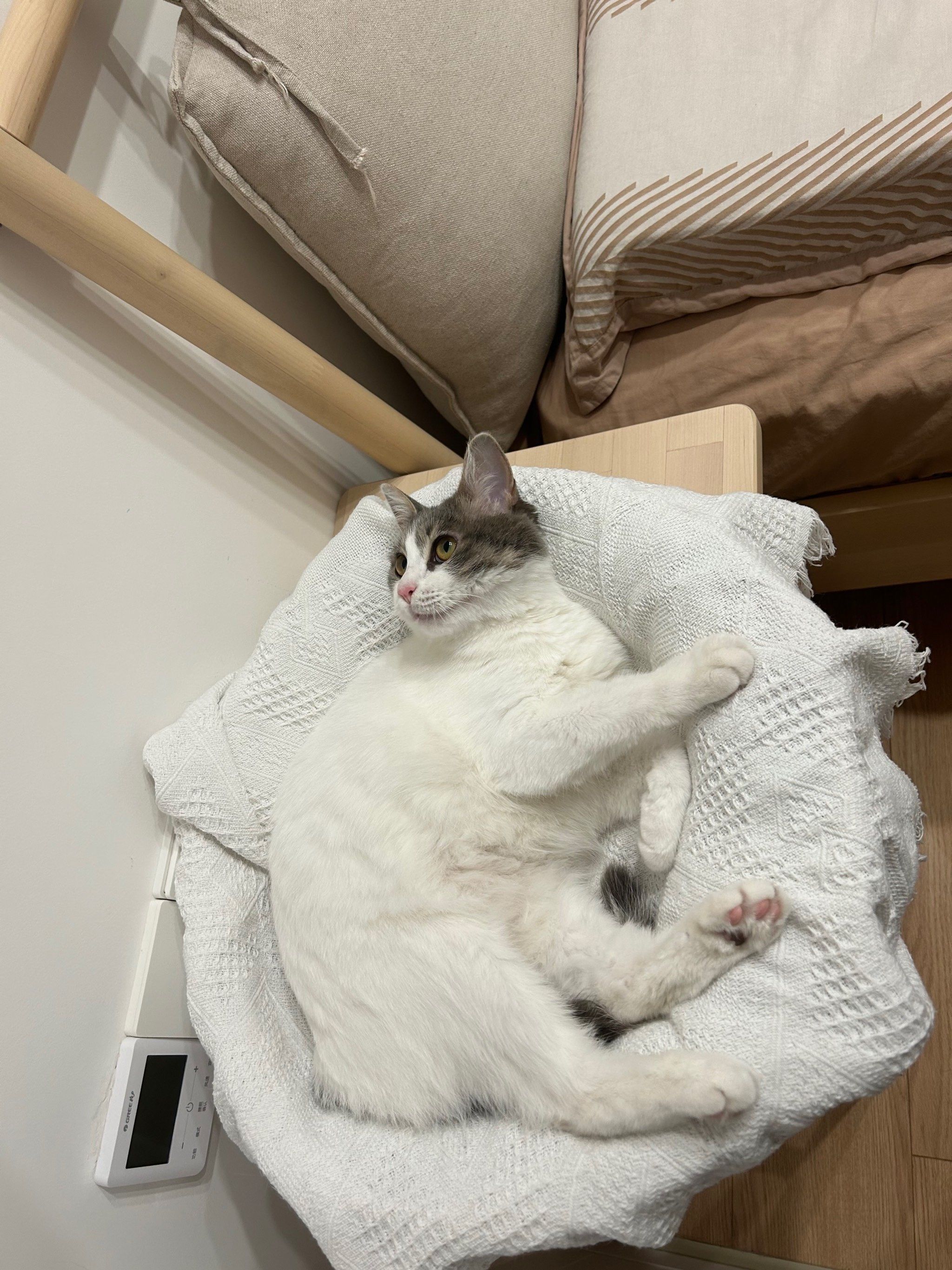 饿狼扑食[吐]嗷呜[加油]