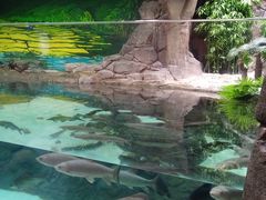 -上海海洋水族馆