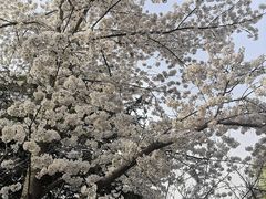 -西安青龙寺遗址景区