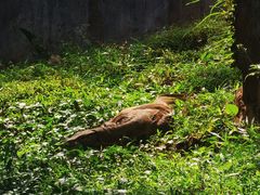 -海南热带野生动植物园