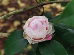 -金花茶公园