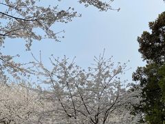 -南山植物园