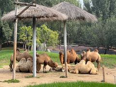 -北京野生动物园