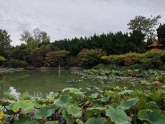 -嘉定紫藤园