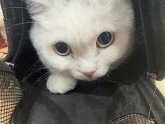 -派美特宠物医院·核磁CT·骨科肿瘤·疑难转诊(沈农禾丰店)