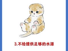 -东方名猫馆·英短金渐层布偶猫舍(环线广场1号楼店)