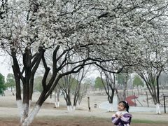 -盘龙城国家考古遗址公园