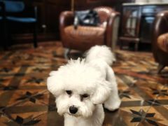 -翊宠yipet猫狗购宠庄园犬舍•猫舍