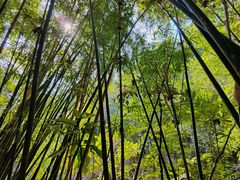 -广州白江湖森林公园